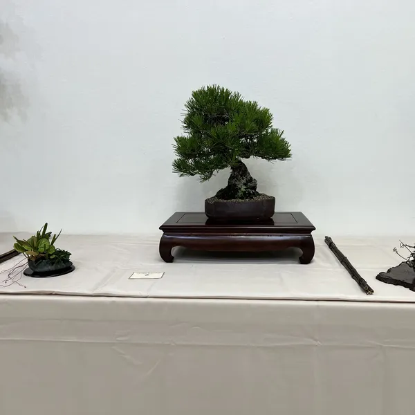 Sei Boku Bonsai Kai 42nd Anniversary Show, June 2026