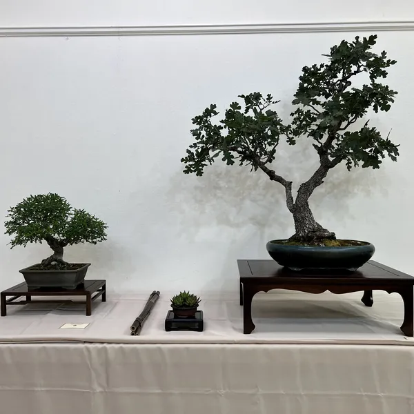 Sei Boku Bonsai Kai 42nd Anniversary Show, June 2026