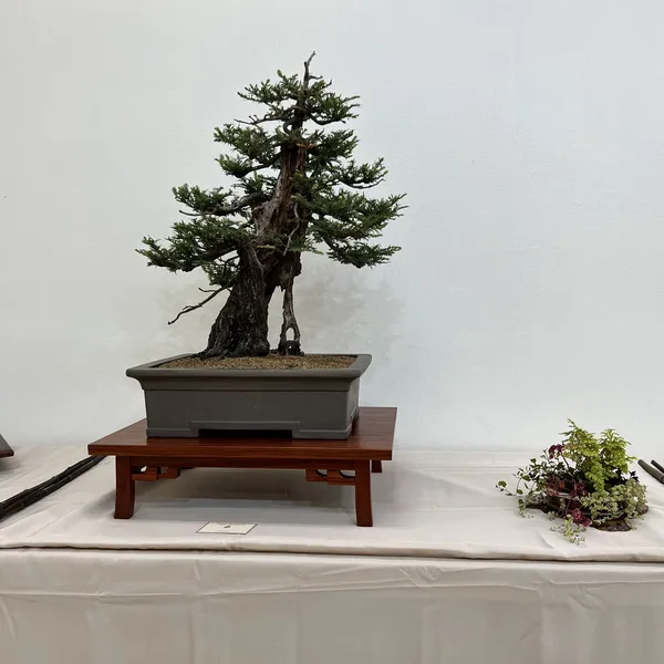 Sei Boku Bonsai Kai 42nd Anniversary Show, June 2026