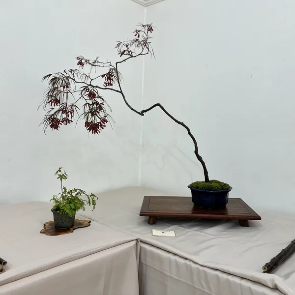 Sei Boku Bonsai Kai 42nd Anniversary Show, June 2026