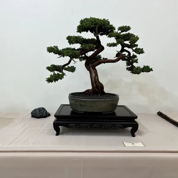 Sei Boku Bonsai Kai 42nd Anniversary Show, June 2026