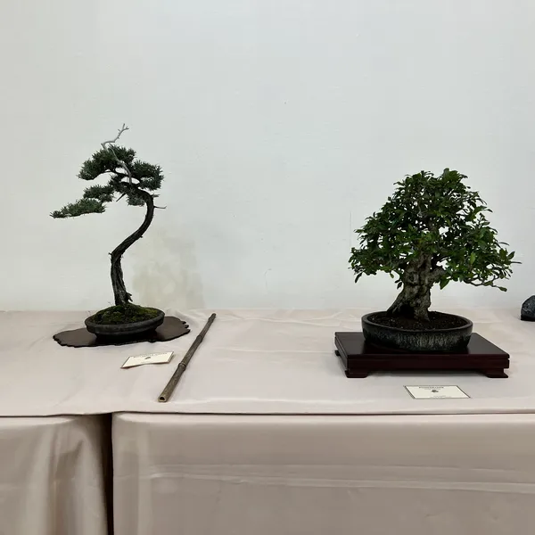 Sei Boku Bonsai Kai 42nd Anniversary Show, June 2026