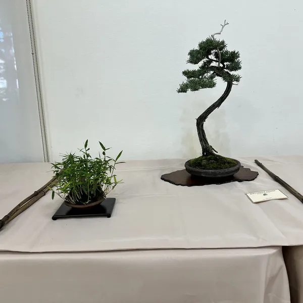 Sei Boku Bonsai Kai 42nd Anniversary Show, June 2026