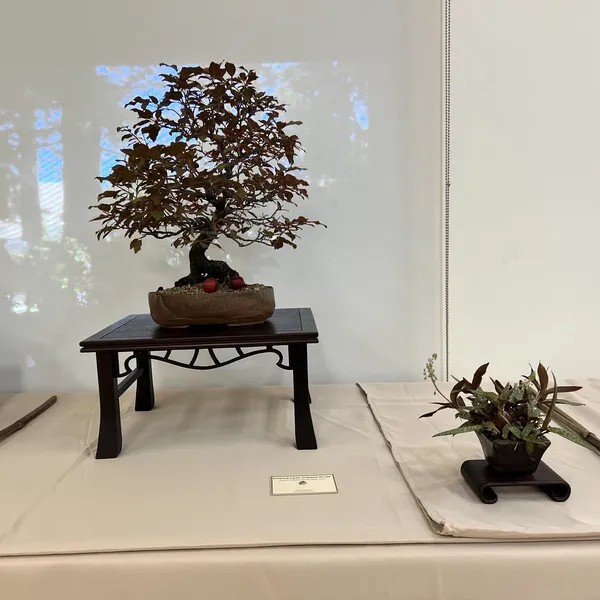Sei Boku Bonsai Kai 42nd Anniversary Show, June 2026