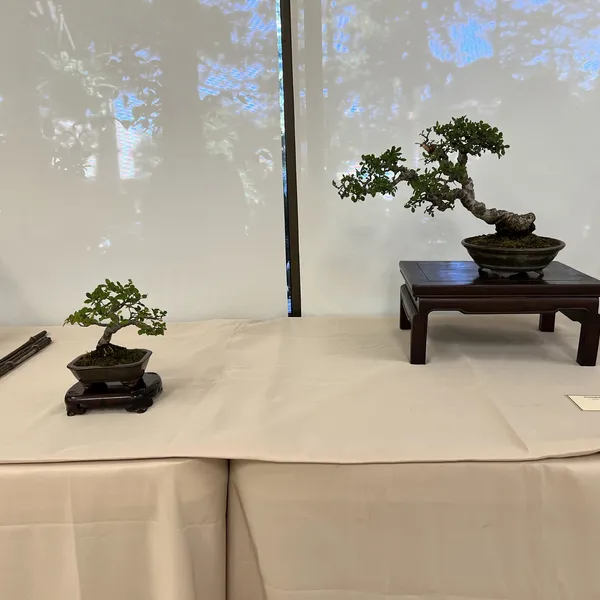 Sei Boku Bonsai Kai 42nd Anniversary Show, June 2026