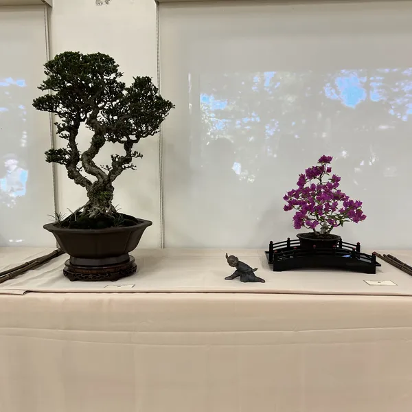 Sei Boku Bonsai Kai 42nd Anniversary Show, June 2026