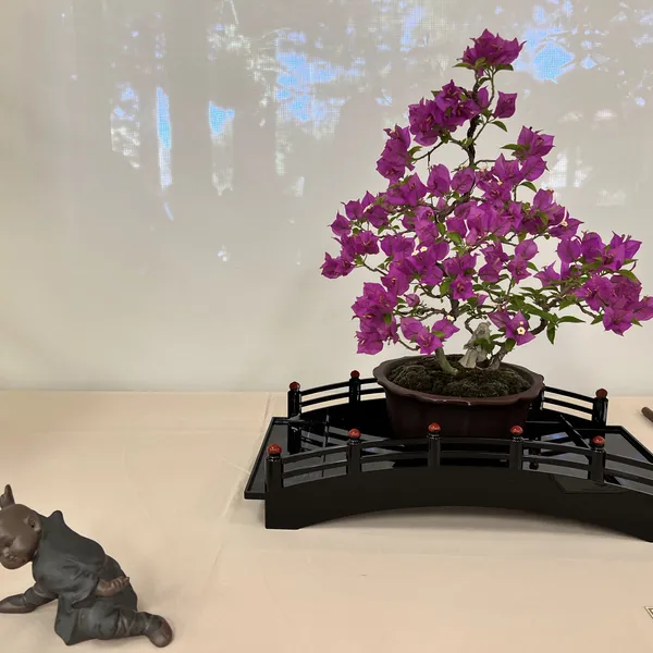 Sei Boku Bonsai Kai 42nd Anniversary Show, June 2026