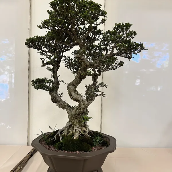 Sei Boku Bonsai Kai 42nd Anniversary Show, June 2026