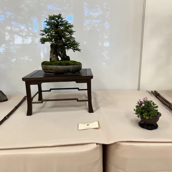 Sei Boku Bonsai Kai 42nd Anniversary Show, June 2026