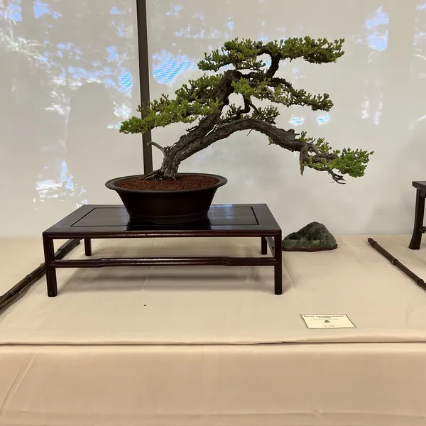 Sei Boku Bonsai Kai 42nd Anniversary Show, June 2026