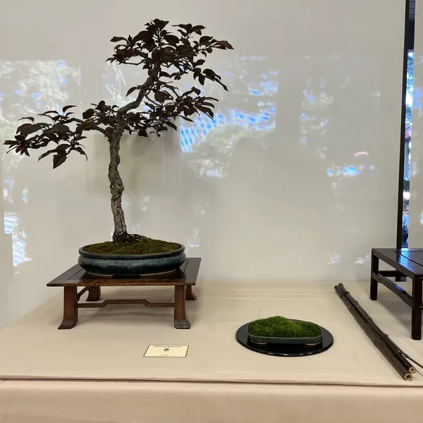 Sei Boku Bonsai Kai 42nd Anniversary Show, June 2026
