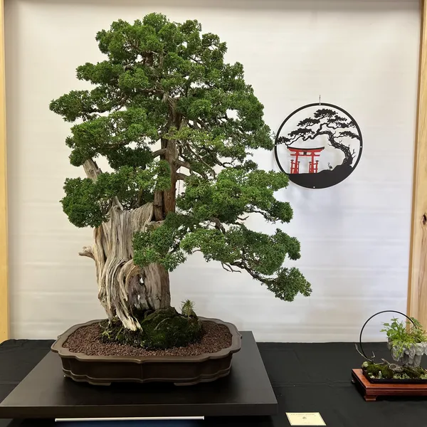 Sei Boku Bonsai Kai 42nd Anniversary Show, June 2026