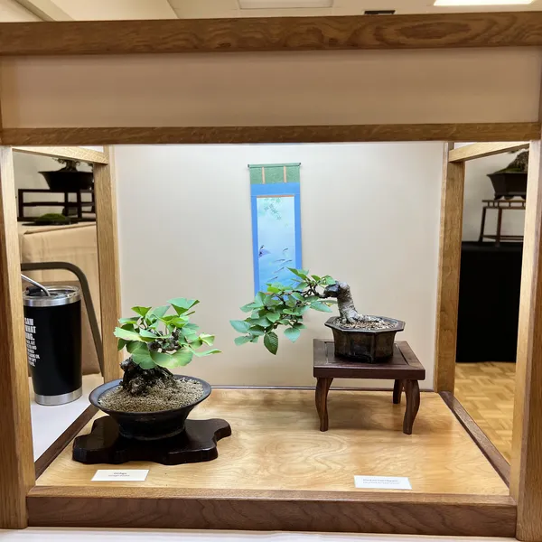 Sei Boku Bonsai Kai 42nd Anniversary Show, June 2026