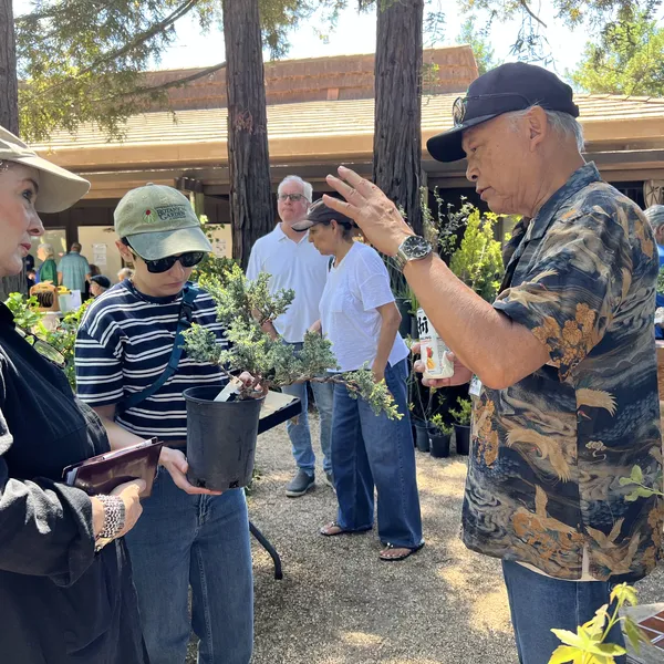 Sei Boku Bonsai Kai 42nd Anniversary Show, June 2026