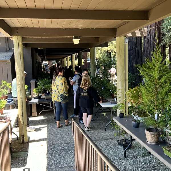 Sei Boku Bonsai Kai 42nd Anniversary Show, June 2026