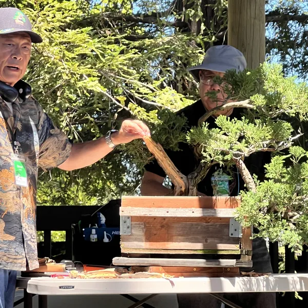 Sei Boku Bonsai Kai 42nd Anniversary Show, June 2026