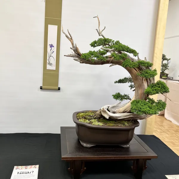Sei Boku Bonsai Kai 42nd Anniversary Show, June 2026
