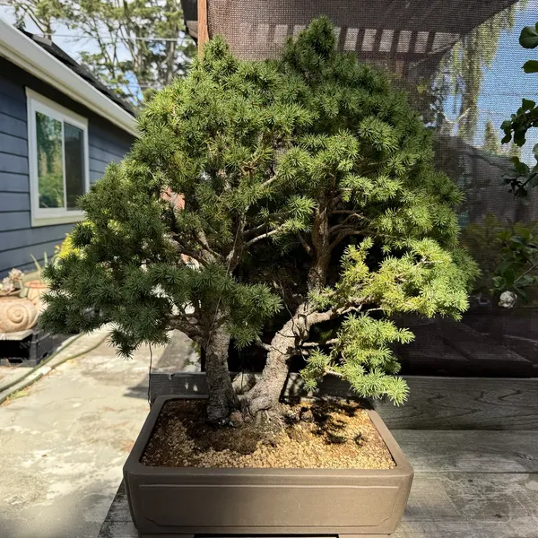 Alberta Spruce bonsai, 30 years old