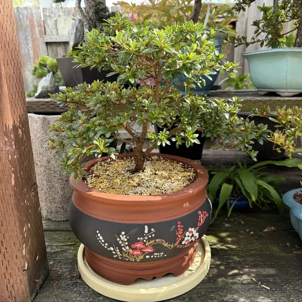 Azalea bonsai, 10 years old