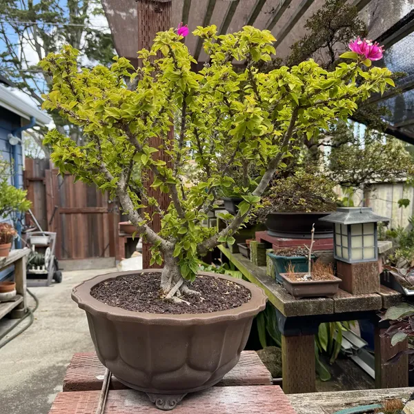 Bougainvillea bonsai, 30 years old