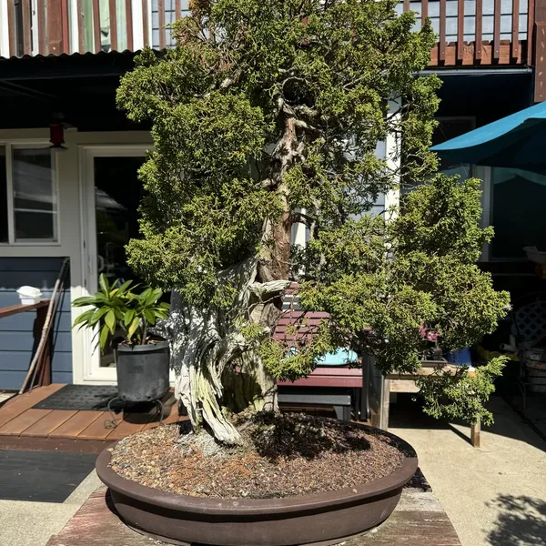California Juniper bonsai, 600 years old