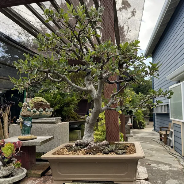 Catlin Elm bonsai, 20 years old