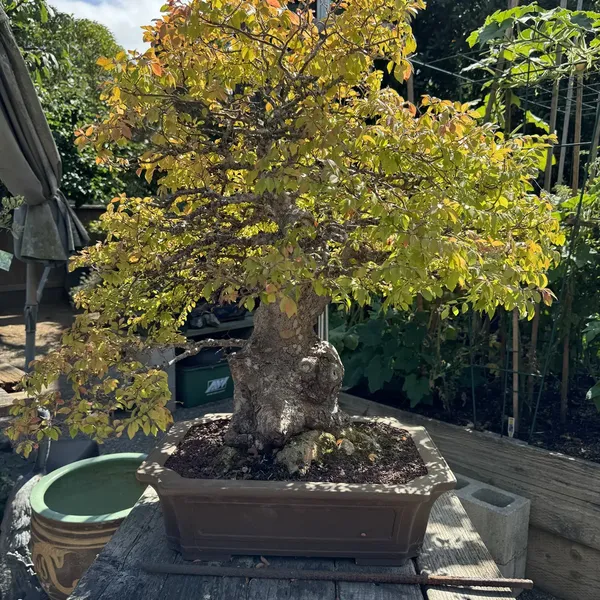Chinese Elm bonsai, 60 years old