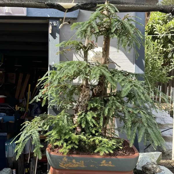 Coast Redwood bonsai, 40 years old