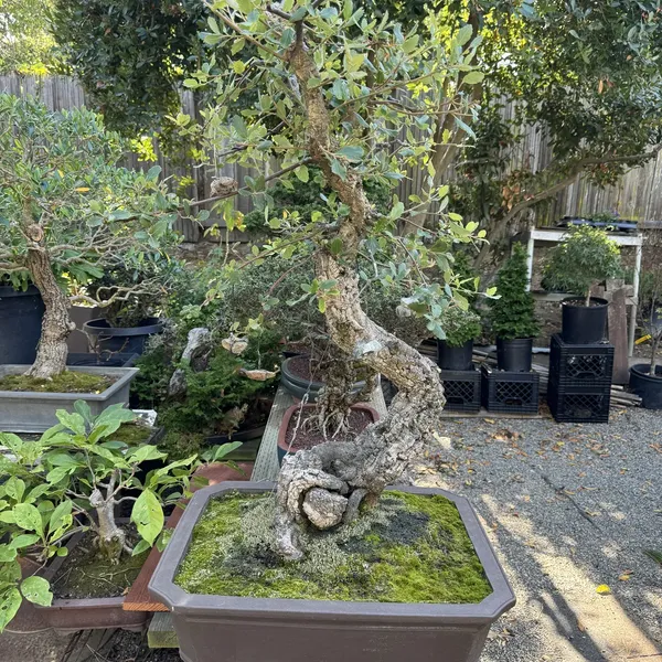 Cork Bark Oak bonsai, 200 years old