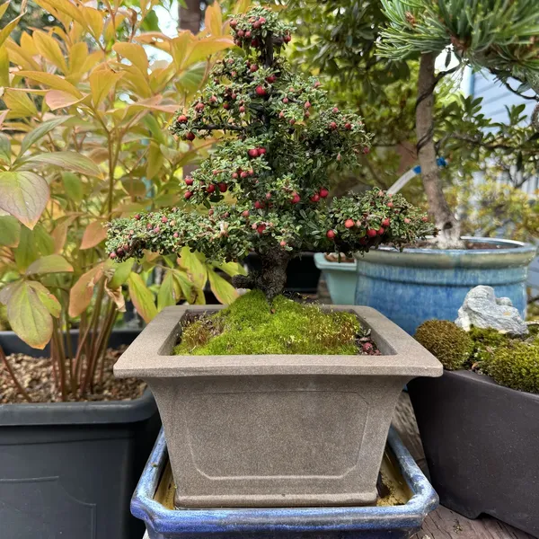 Cotoneaster bonsai, 30 years old