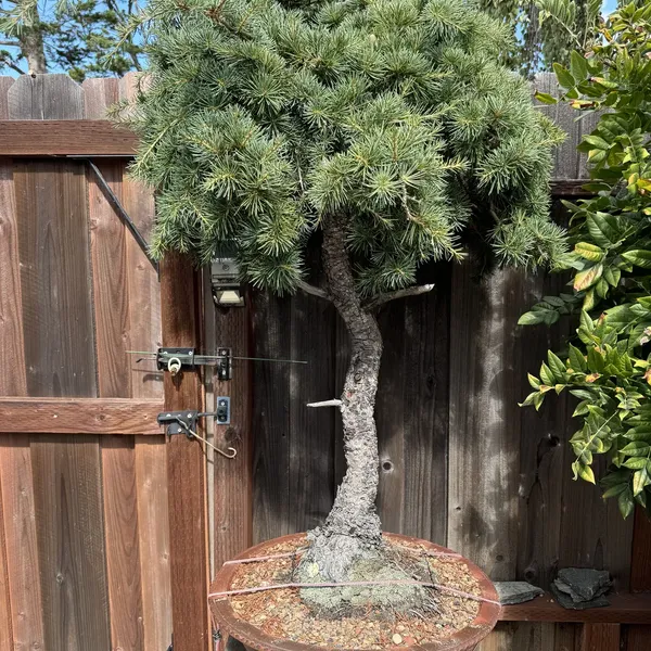 Deodar Cedar bonsai, 50 years old