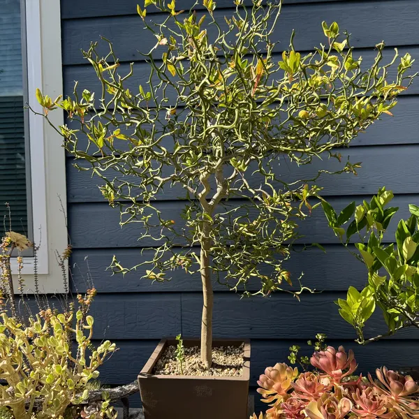 Dragon Hardy Orange Citrus bonsai, 15 years old