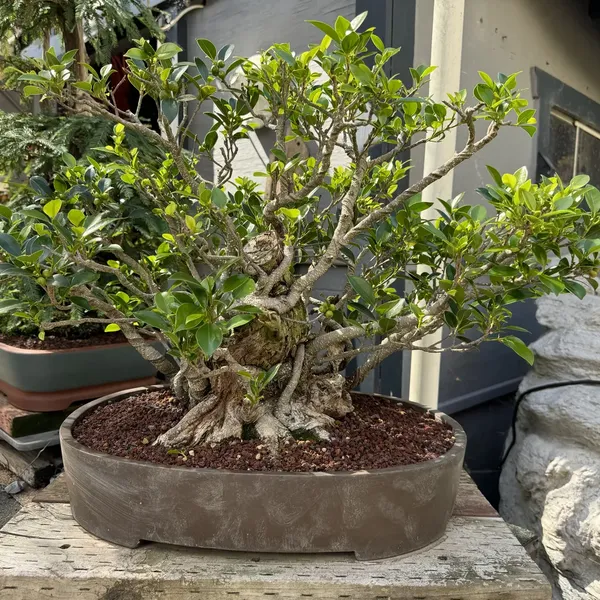 Ficus Benjamina bonsai, 40 years old