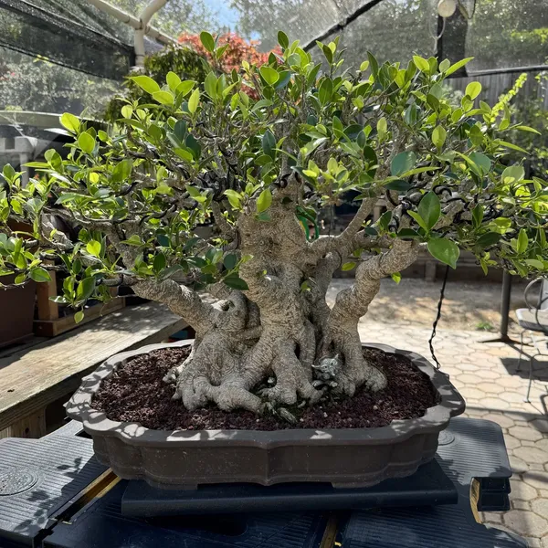 Ficus Benjamina bonsai, 50 years old