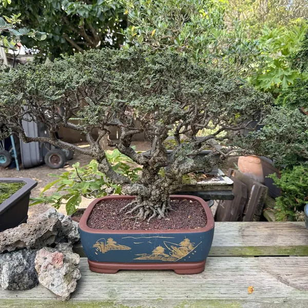 Hokkaido Elm bonsai, 40 years old
