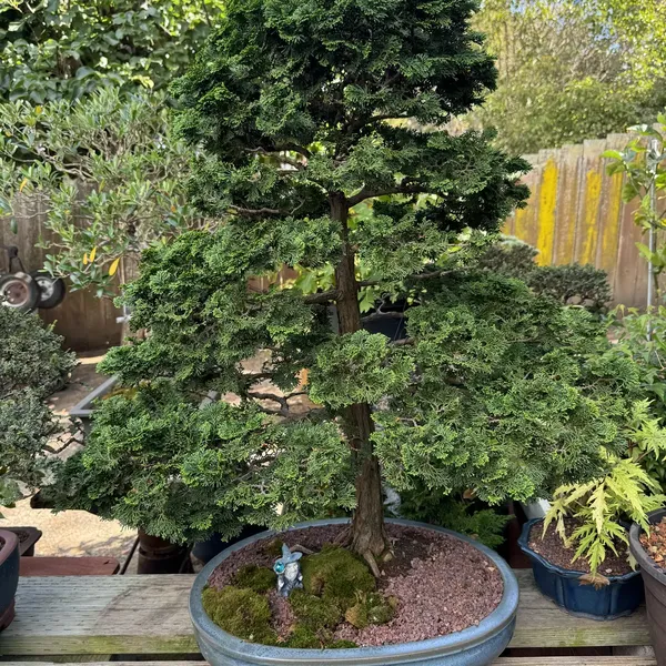 Hinoki Cypress bonsai, 20 years old