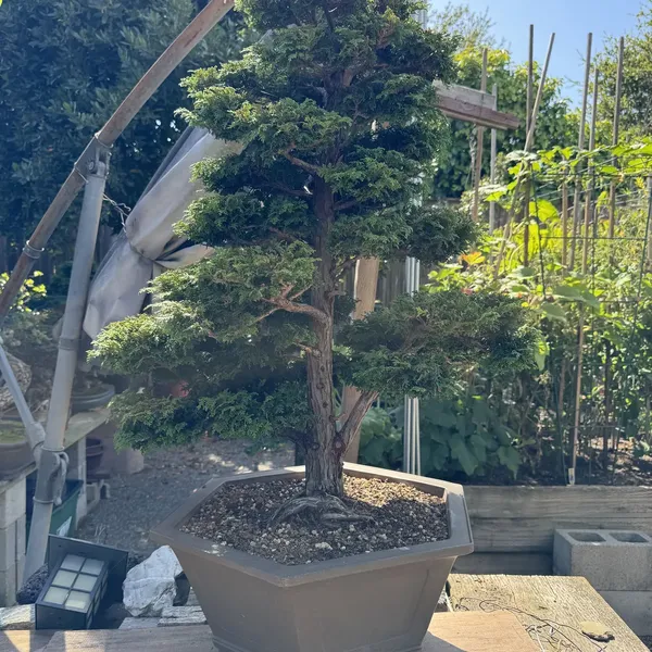 Hinoki Cypress bonsai, 70 years old