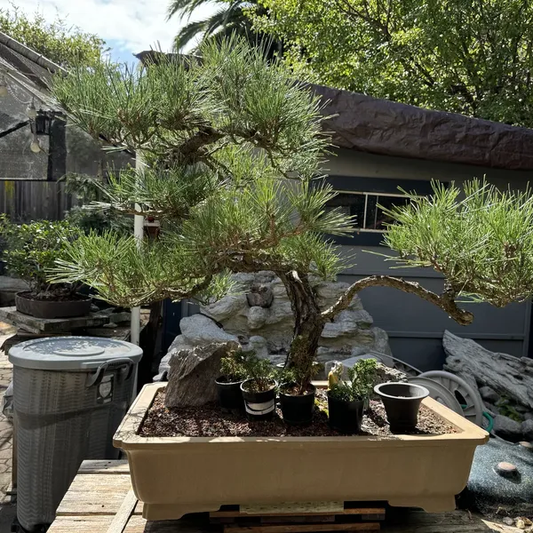 Japanese Black Pine bonsai, 70 years old
