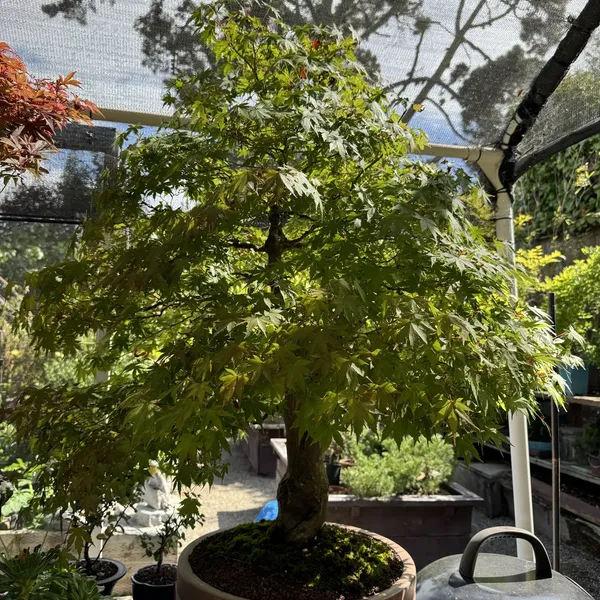 Japanese Maple bonsai, 60 years old