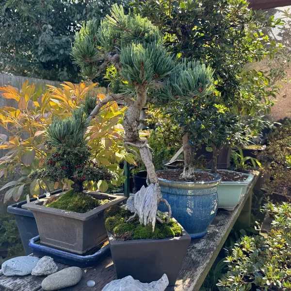 Japanese White Pine bonsai, 20 years old