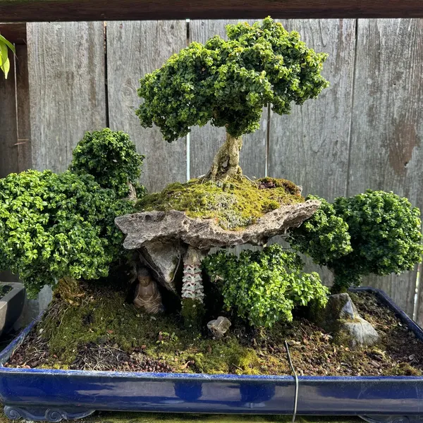 Kingsville Boxwood bonsai, 50 years old