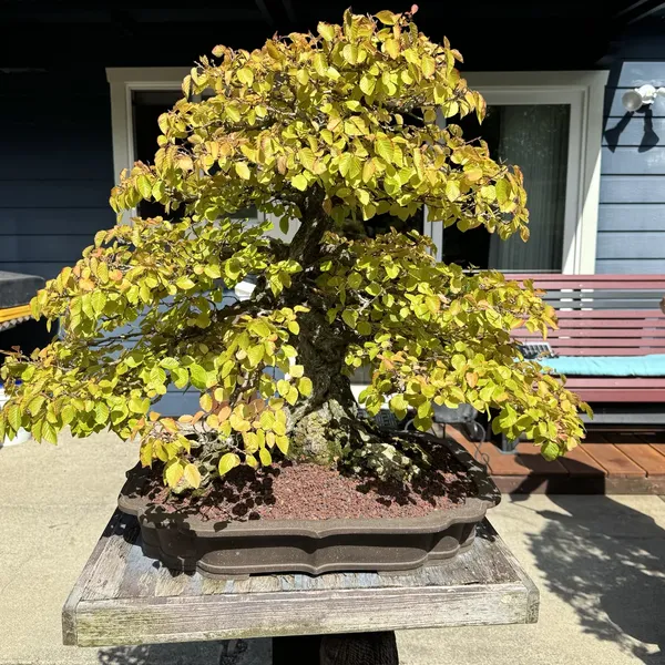 Korean Hornbeam bonsai, 150 years old