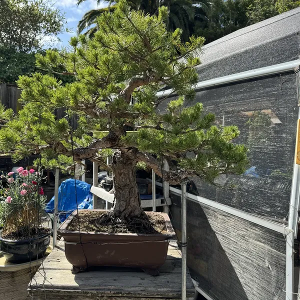 Scots Pine bonsai, 20 years old