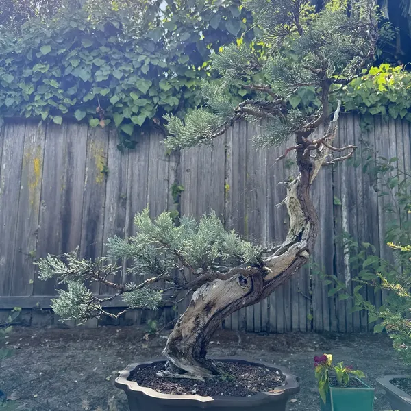 Sierra Juniper bonsai, 400 years old